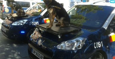 pastor aleman como perro guarda